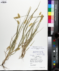 Setaria pumila image