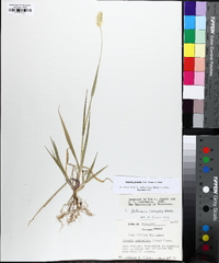 Setaria pumila image