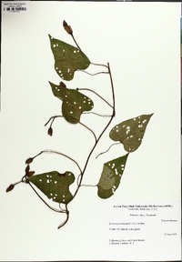 Ipomoea pandurata image