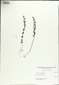 Scutellaria parvula var. leonardii image