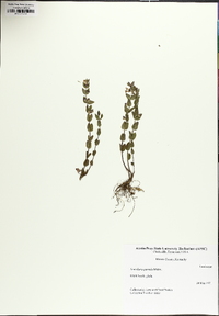 Scutellaria parvula image