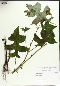 Polymnia canadensis image