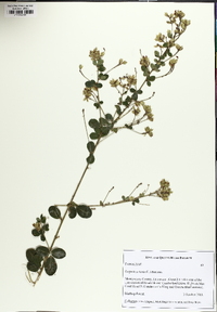 Lespedeza hirta image