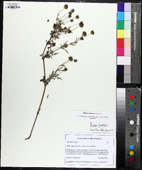 Bidens aristosa image