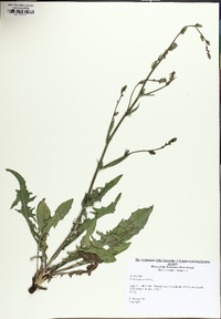 Cichorium intybus image