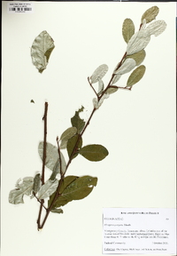 Elaeagnus pungens image