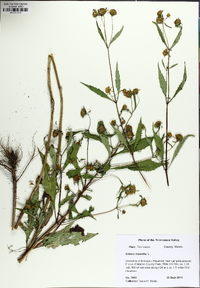 Bidens connata image