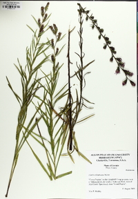 Liatris cylindracea image