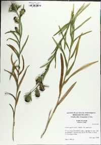 Liatris squarrosa image