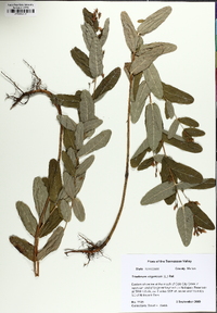 Triadenum tubulosum image