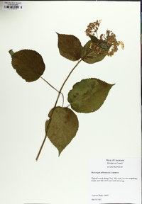 Hydrangea cinerea image