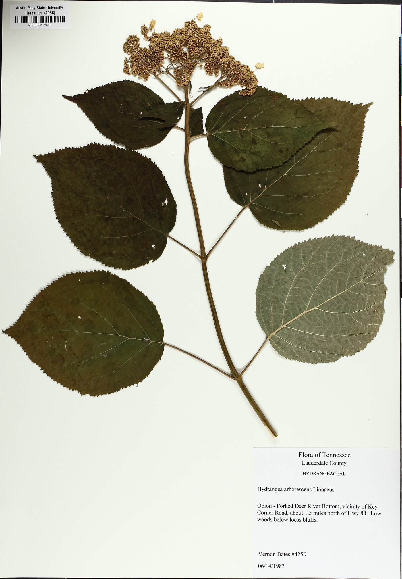 Hydrangea cinerea image