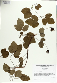 Clematis glaucophylla image