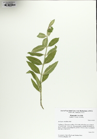 Asclepias viridiflora image