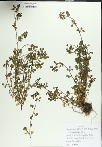 Trifolium dubium image