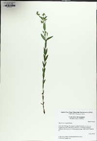 Hypericum virgatum image