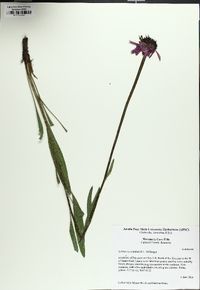 Echinacea simulata image