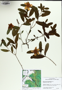 Hypericum frondosum image