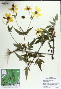 Bidens aristosa image