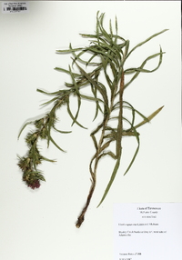 Liatris squarrosa image