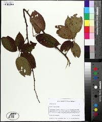 Rubus argutus image