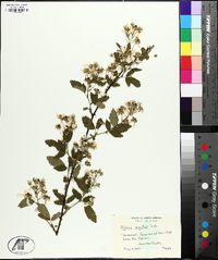 Rubus argutus image