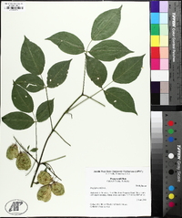 Staphylea trifolia image