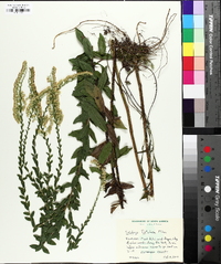 Solidago fistulosa image