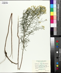 Euthamia caroliniana image