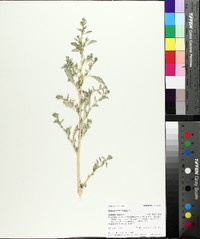 Amaranthus albus image