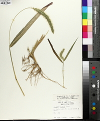 Setaria faberi image