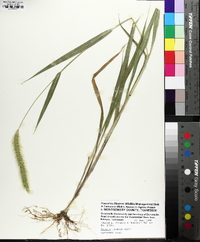 Setaria faberi image