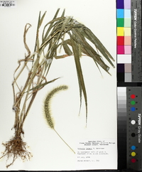 Setaria faberi image