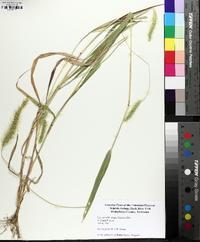 Setaria faberi image