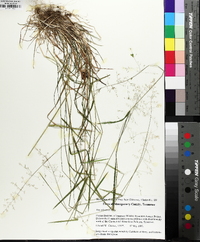 Poa sylvestris image