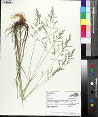 Poa trivialis image