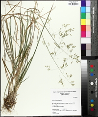 Poa cuspidata image