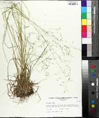 Poa alsodes image