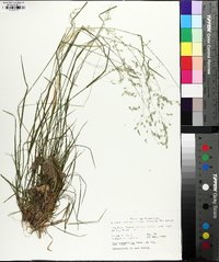 Poa autumnalis image