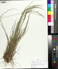 Poa autumnalis image