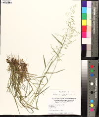 Poa sylvestris image