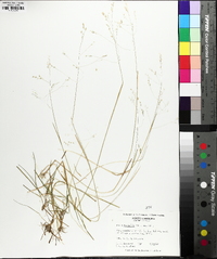 Poa autumnalis image