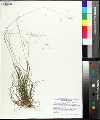 Poa autumnalis image