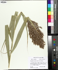 Phragmites australis image