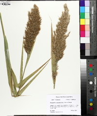 Phragmites australis image