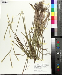 Paspalum laeve image