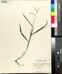 Paspalum laeve image