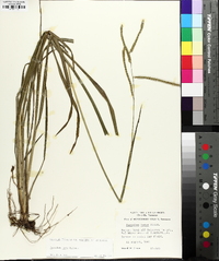 Paspalum laeve image