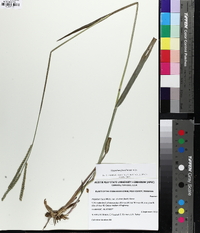 Paspalum floridanum image