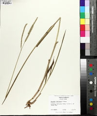 Paspalum floridanum image